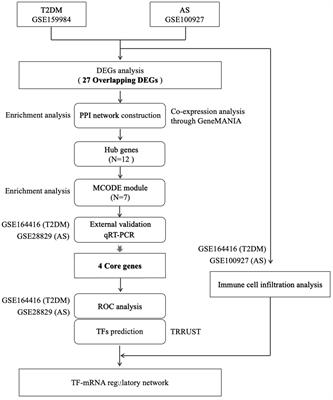 Common ground on immune infiltration landscape and diagnostic biomarkers in diabetes-complicated atherosclerosis: an integrated bioinformatics analysis